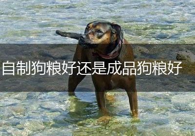 自制狗粮好还是成品狗粮好