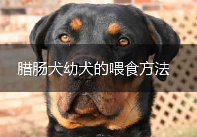 腊肠犬幼犬的喂食方法