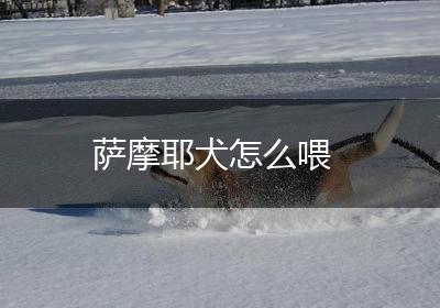 萨摩耶犬怎么喂