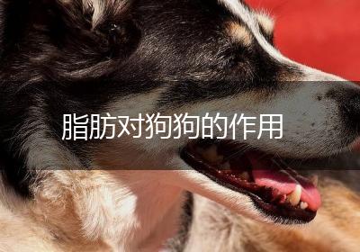 脂肪对狗狗的作用