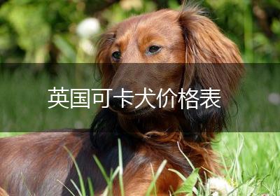 英国可卡犬价格表