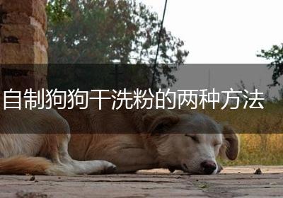 自制狗狗干洗粉的两种方法
