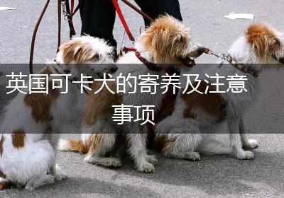 英国可卡犬的寄养及注意事项