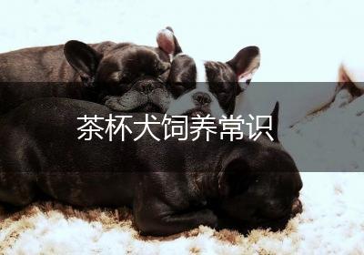茶杯犬饲养常识