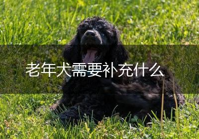 老年犬需要补充什么