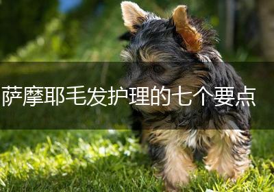 萨摩耶毛发护理的七个要点