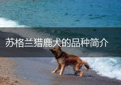 苏格兰猎鹿犬的品种简介