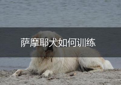 萨摩耶犬如何训练