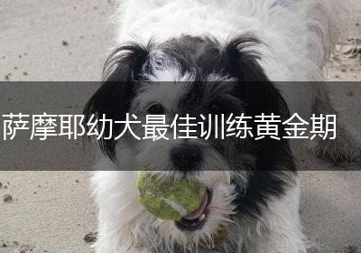萨摩耶幼犬最佳训练黄金期