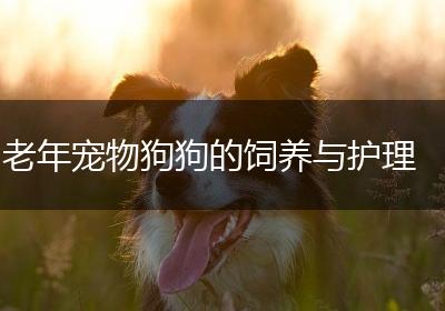 老年宠物狗狗的饲养与护理