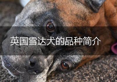 英国雪达犬的品种简介