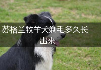 苏格兰牧羊犬剃毛多久长出来