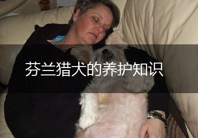 芬兰猎犬的养护知识