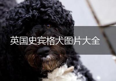 英国史宾格犬图片大全