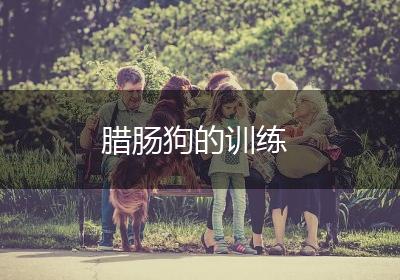 腊肠狗的训练