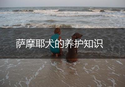 萨摩耶犬的养护知识