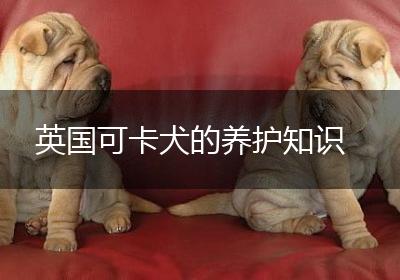 英国可卡犬的养护知识