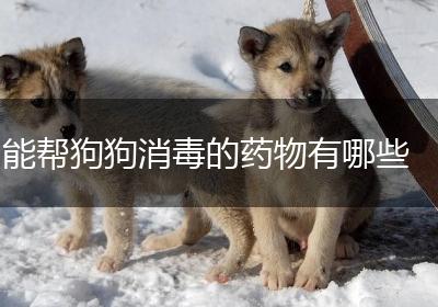 能帮狗狗消毒的药物有哪些