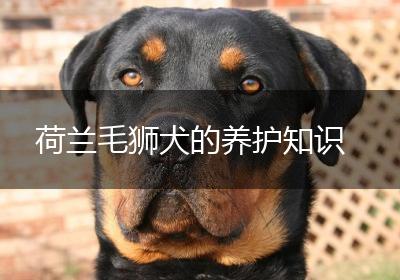 荷兰毛狮犬的养护知识