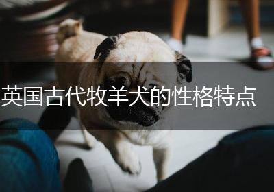 英国古代牧羊犬的性格特点