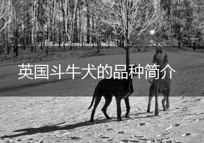 英国斗牛犬的品种简介