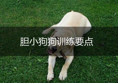 胆小狗狗训练要点