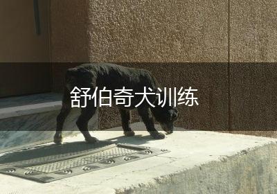 舒伯奇犬训练