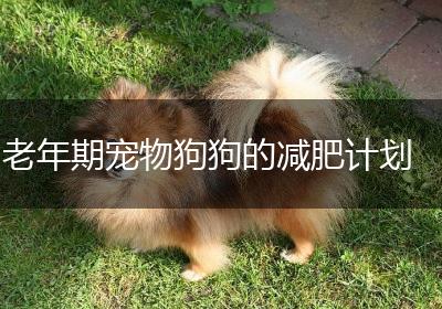 老年期宠物狗狗的减肥计划