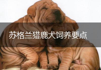 苏格兰猎鹿犬饲养要点