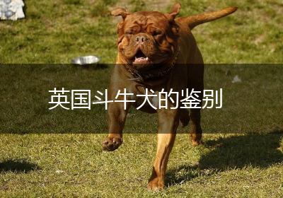 英国斗牛犬的鉴别