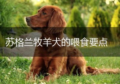 苏格兰牧羊犬的喂食要点