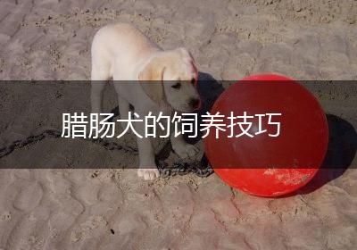 腊肠犬的饲养技巧