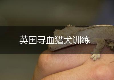 英国寻血猎犬训练