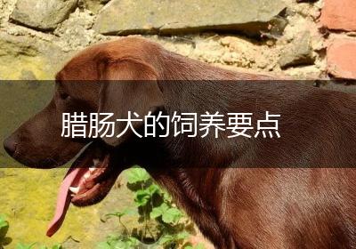 腊肠犬的饲养要点