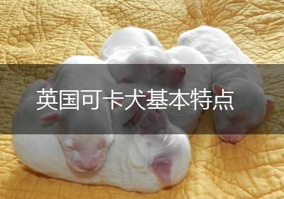 英国可卡犬基本特点