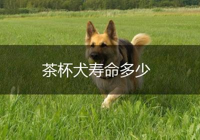 茶杯犬寿命多少