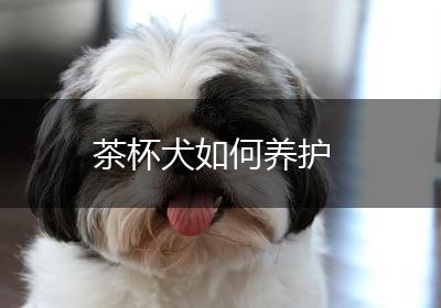 茶杯犬如何养护