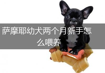 萨摩耶幼犬两个月新手怎么喂养