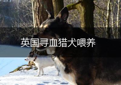 英国寻血猎犬喂养