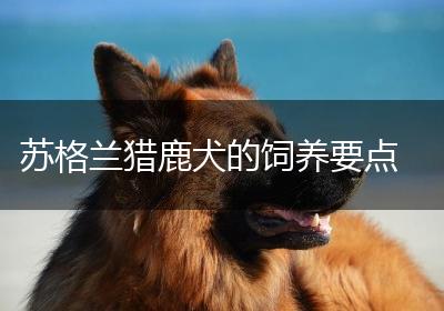 苏格兰猎鹿犬的饲养要点