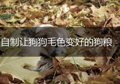 自制让狗狗毛色变好的狗粮