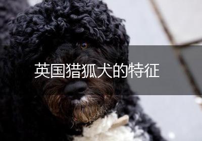 英国猎狐犬的特征