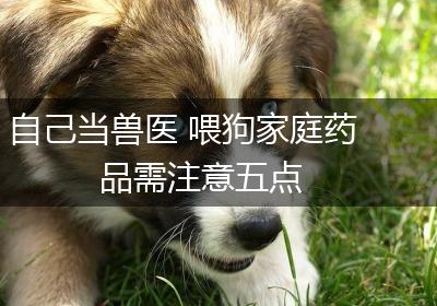 自己当兽医 喂狗家庭药品需注意五点