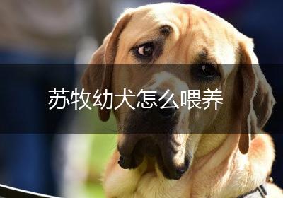 苏牧幼犬怎么喂养
