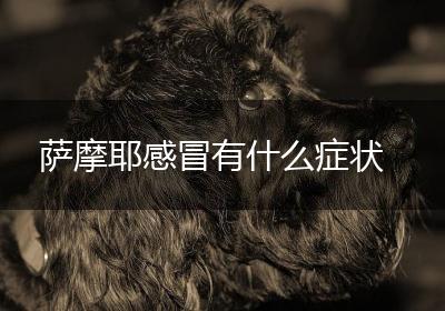 萨摩耶感冒有什么症状