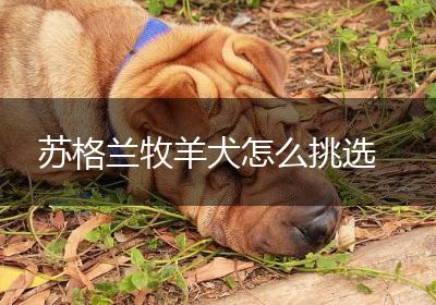 苏格兰牧羊犬怎么挑选