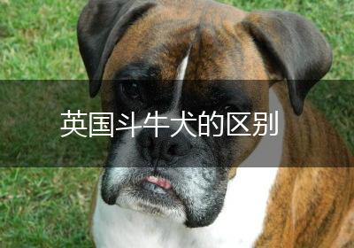 英国斗牛犬的区别