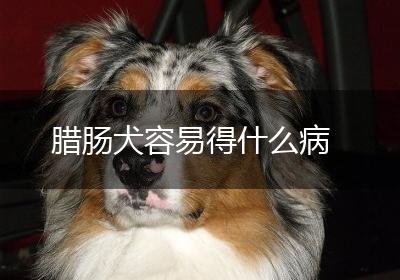 腊肠犬容易得什么病