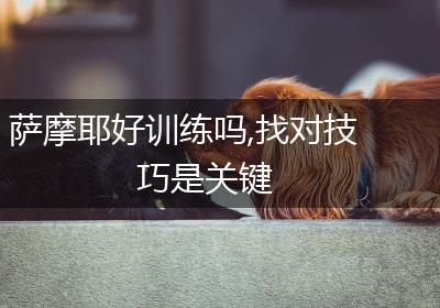 萨摩耶好训练吗,找对技巧是关键