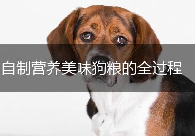自制营养美味狗粮的全过程